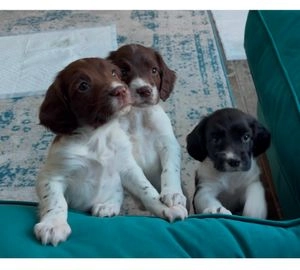 English Springer Spaniel dogs for sale in North Ferriby - Advert 2