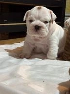 English Bulldog dogs for sale in Liverpool - Advert 5