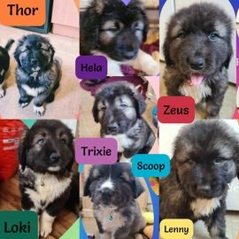 Caucasian Shepherd Dog dogs for sale in Lowestoft - Advert 1