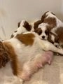 Cavalier King Charles Spaniel dogs for sale: Traditional Blenheim Cavalier Puppies  in West Malling - Image 13