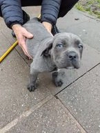 Cane Corso dogs for sale in Birmingham - Advert 3