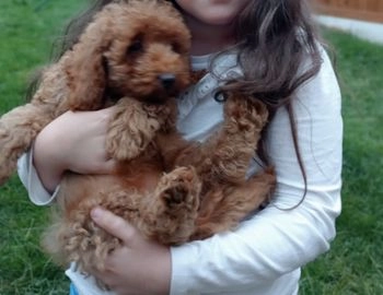 Miniature Poodle dogs for sale in Coventry - Advert 9