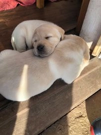 Labrador Retriever dogs for sale in Ledbury - Advert 2