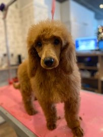 Miniature Poodle dogs for sale in Stafford - Advert 1