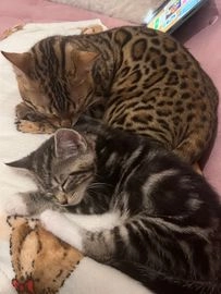 American Wirehair cats for sale in London - Advert 1