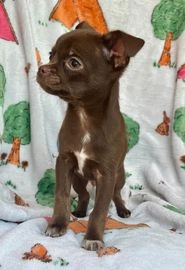 Chihuahua dogs for sale in Dudley - Advert 7