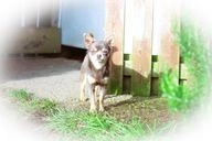 Chihuahua dogs for sale in Hereford - Advert 13