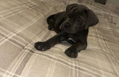 Cane Corso dogs for sale in Manchester - Advert 9