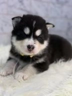 Siberian Husky dogs for sale in Birmingham - Advert 5