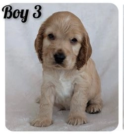 Cocker Spaniel dogs for sale in Chester - Advert 10