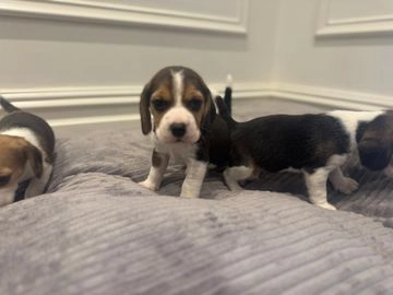 Beagle dogs for sale in Crewe - Advert 3