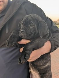 Cane Corso dogs for sale in Wellingborough - Advert 14