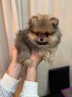 Pomeranian dogs for sale in Rugby - Advert 1