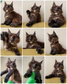 Maine Coon cats for sale in London - Advert 2