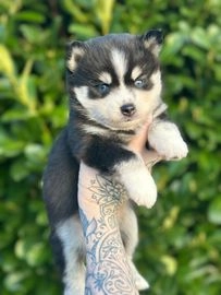 Pomsky dogs for sale in Barnsley - Advert 1