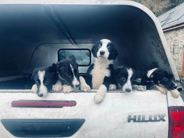 Border Collie dogs for sale in Machynlleth - Advert 13