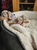 Miniature Dachshund dogs for sale in Worcester - Advert 1