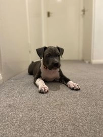 Staffordshire Bull Terrier dogs for sale in Hatfield - Advert 4