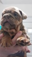 English Bulldog dogs for sale in Liverpool - Advert 3