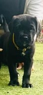 Cane Corso dogs for sale in Burton-on-Trent - Advert 5