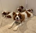 Cavalier King Charles Spaniel dogs for sale: Traditional Blenheim Cavalier Puppies  in West Malling - Image 7