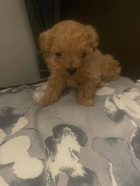 Maltipoo dogs for sale in Bilston - Advert 5