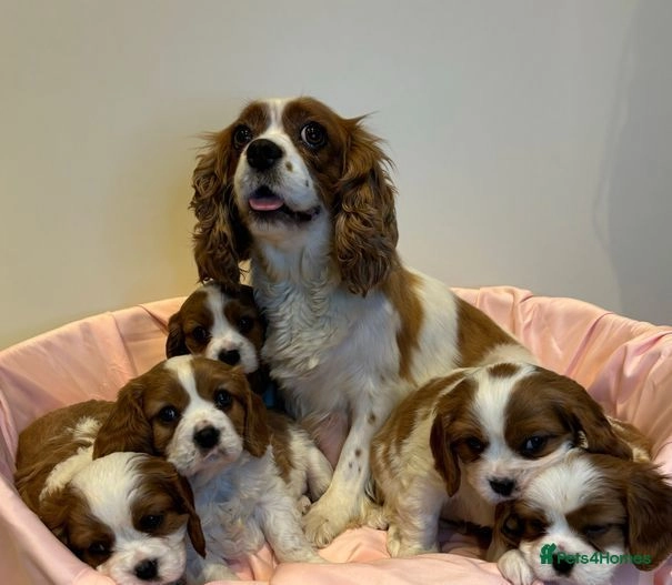 Cavalier King Charles Spaniel dogs for sale: Traditional Blenheim Cavalier Puppies  in West Malling - Image 33