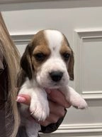 Beagle dogs for sale in Crewe - Advert 3