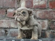 English Bulldog dogs for sale in Liverpool - Advert 14