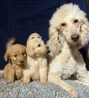 Labradoodle dogs for sale in Banbury - Advert 4