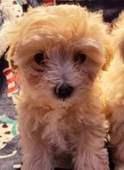 Maltipoo dogs for sale in Oldbury - Advert 16