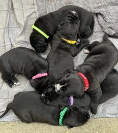 Cane Corso dogs for sale in Canvey Island - Advert 11