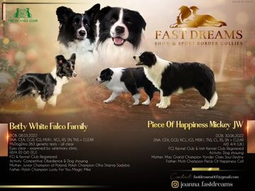 Border Collie dogs for sale in Mansfield - Advert 4