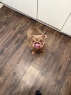 English Bulldog dogs for sale in Prescot - Advert 2