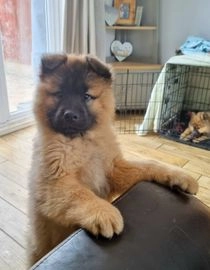 Eurasier dogs for sale in Rotherham - Advert 1