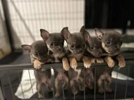 Chihuahua dogs for sale in Saint Helens - Advert 11