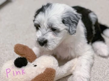 Old English Sheepdog dogs for sale in Derby - Advert 1