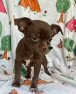 Chihuahua dogs for sale in Dudley - Advert 7