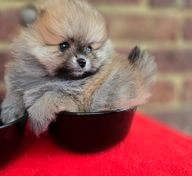 Pomeranian dogs for sale in Brentwood - Advert 15