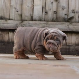 English Bulldog dogs for sale in Swindon - Advert 3