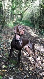 Hungarian Vizsla dogs for stud in Stockton-on-Tees - Advert 19