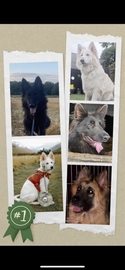 German Shepherd dogs for sale in Linlithgow - Advert 12