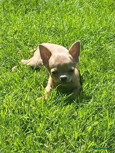 Chihuahua dogs for sale:  ❤️Ready Now K.C longcoat pups and K.C Tiny Boy ❤️ in Buckingham - Image 5