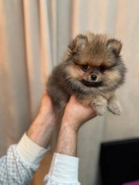 Pomeranian dogs for sale in Rugby - Advert 1