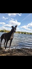 Lurcher dogs for sale in Swadlincote - Advert 4