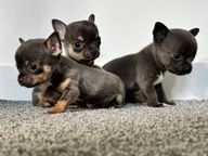 Chihuahua dogs for sale in Middlesbrough - Advert 6