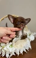 Chihuahua dogs for sale in London - Advert 5