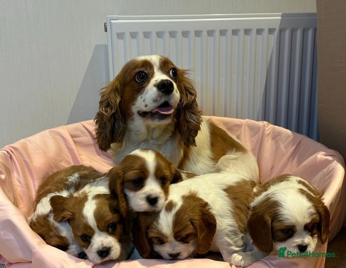 Cavalier King Charles Spaniel dogs for sale: Traditional Blenheim Cavalier Puppies  in West Malling - Image 22