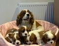 Cavalier King Charles Spaniel dogs for sale: Traditional Blenheim Cavalier Puppies  in West Malling - Image 22