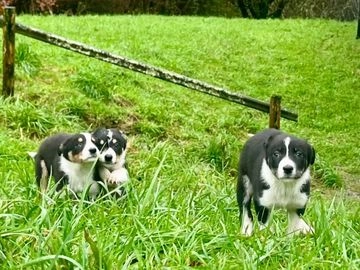 Border Collie dogs for sale in Machynlleth - Advert 1